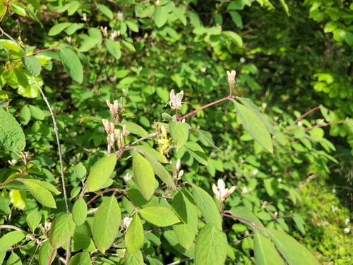 Dwarf honeysuckle (Lonicera xylosteum)