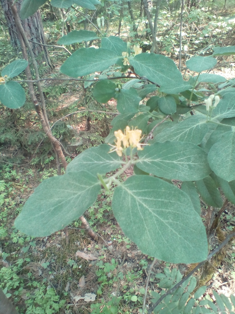Dwarf honeysuckle (Lonicera xylosteum)