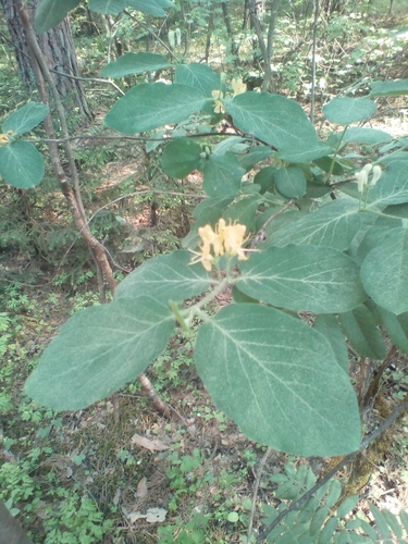 Dwarf honeysuckle (Lonicera xylosteum)