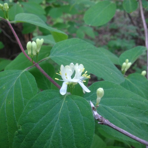 Dwarf honeysuckle (Lonicera xylosteum)