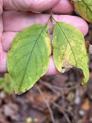 Dwarf honeysuckle (Lonicera xylosteum)