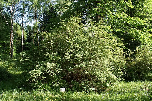Dwarf honeysuckle: Lonicera xylosteum in Botanical garden, Minsk