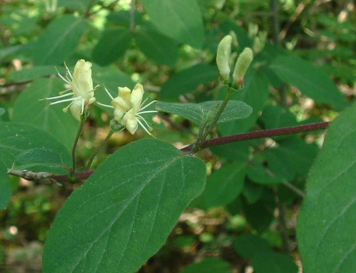 Dwarf honeysuckle (Lonicera xylosteum)