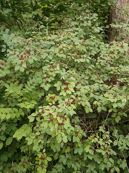 Dwarf honeysuckle: Lonicera xylosteum fruits