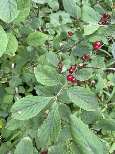 Dwarf honeysuckle (Lonicera xylosteum)