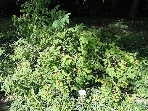 Dwarf honeysuckle: Botanical specimen in the Botanischer Garten, Frankfurt am Main, located at Siesmayerstraße 72, Frankfurt am Main, Germany.