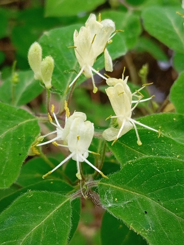 Dwarf honeysuckle (Lonicera xylosteum)