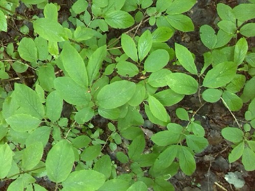 Dwarf honeysuckle (Lonicera xylosteum)