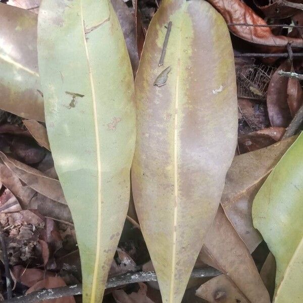 Azobe (Lophira alata)