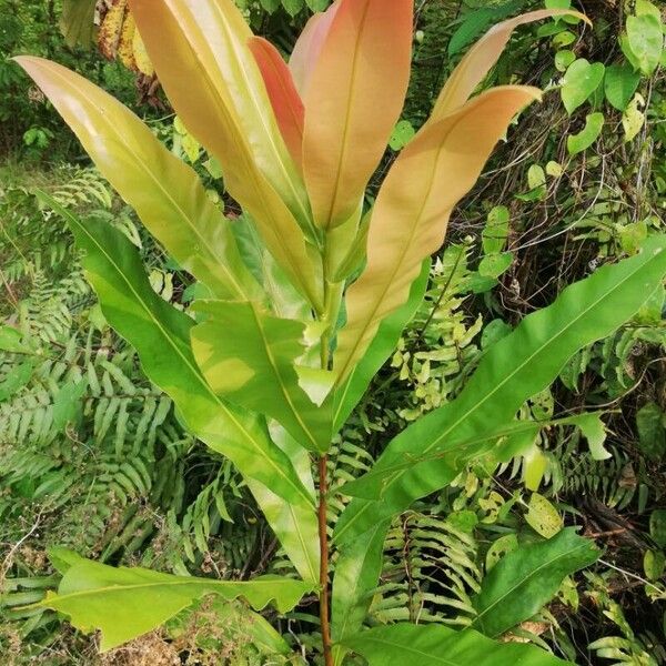Azobe (Lophira alata)