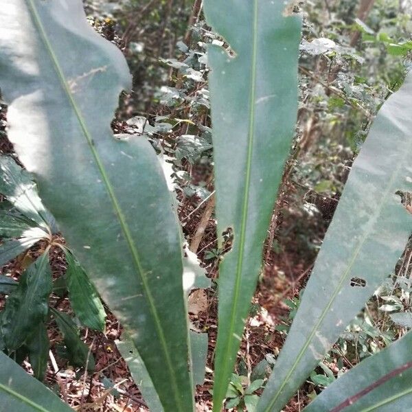 Azobe (Lophira alata)