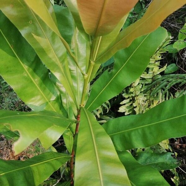 Azobe (Lophira alata)