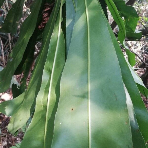Azobe (Lophira alata)