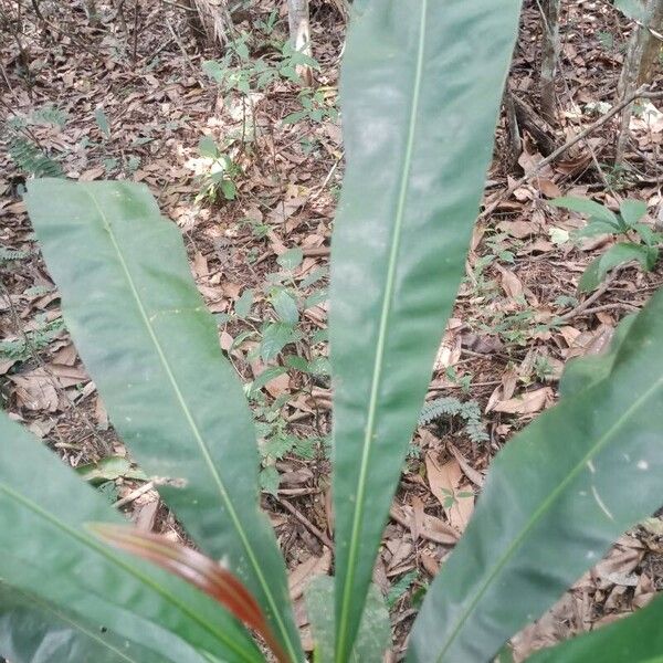 Azobe (Lophira alata)