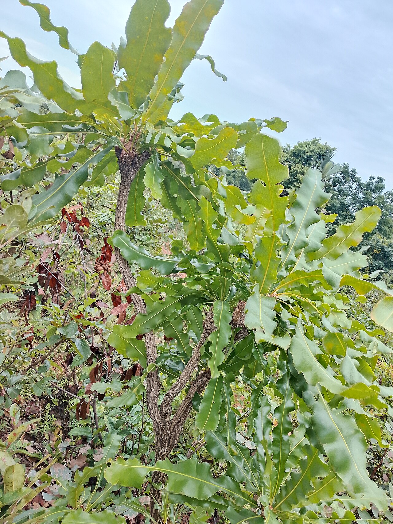Dwarf red ironwood: picture of the plant Lophira lanceolata