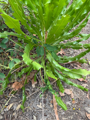 Dwarf red ironwood (Lophira lanceolata)