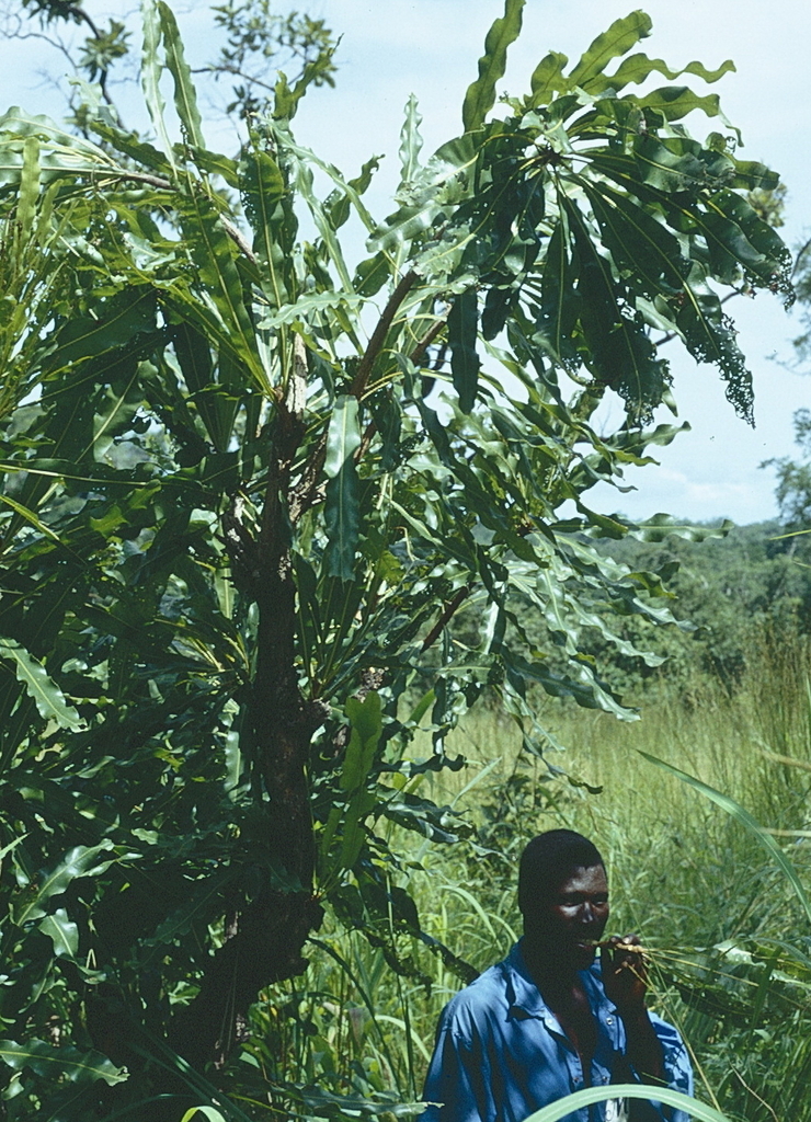 Dwarf red ironwood (Lophira lanceolata)