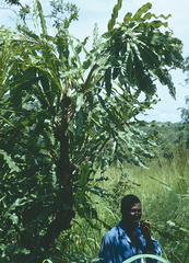 Dwarf red ironwood (Lophira lanceolata)