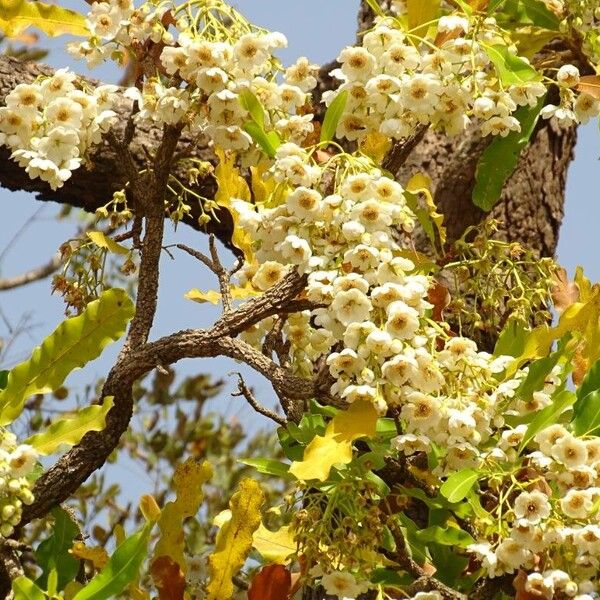 Dwarf red ironwood (Lophira lanceolata)