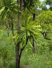 Dwarf red ironwood (Lophira lanceolata)