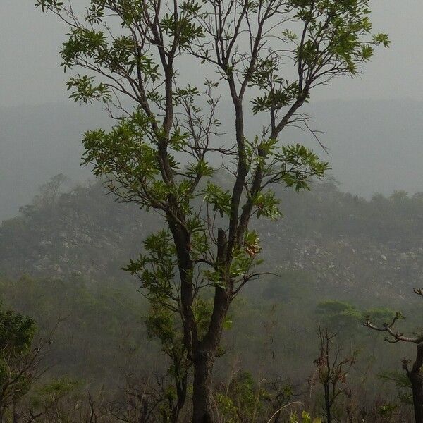 Dwarf red ironwood (Lophira lanceolata)