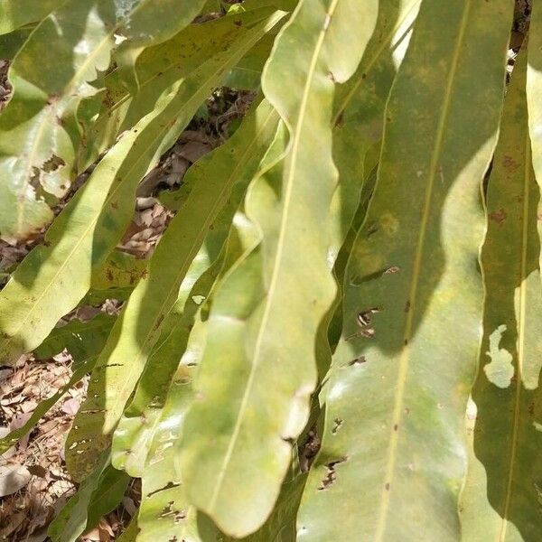 Dwarf red ironwood (Lophira lanceolata)