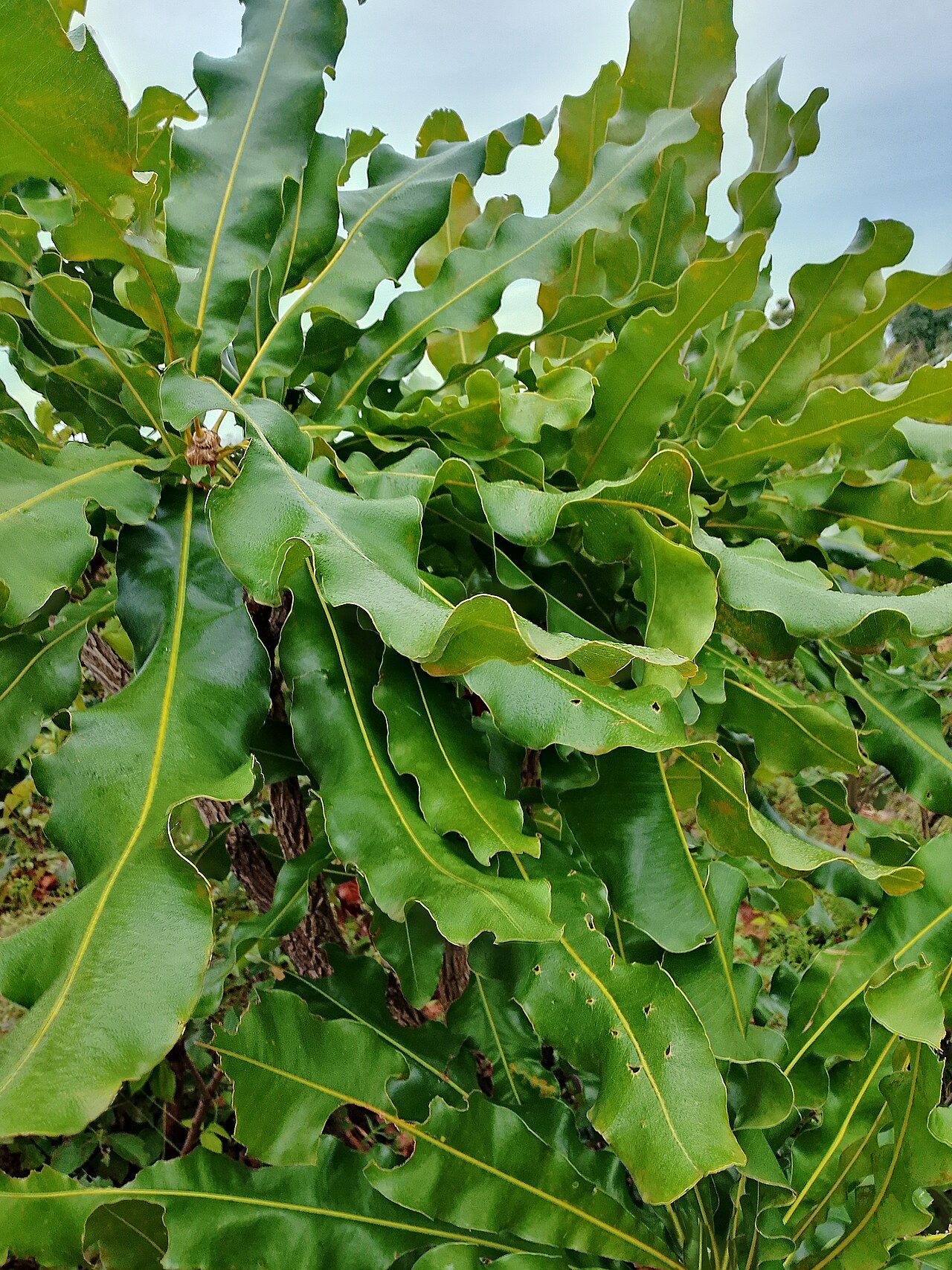 Dwarf red ironwood: A plant called Lophira lanceolata