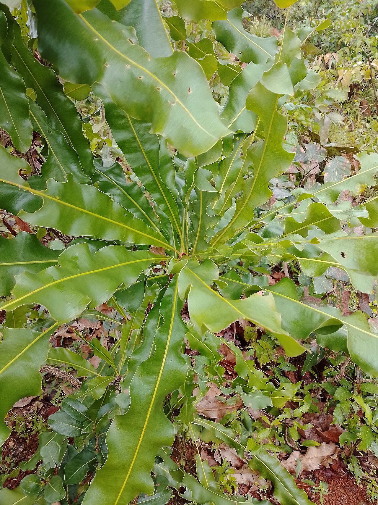 Dwarf red ironwood: A plant Lophira lanceolata