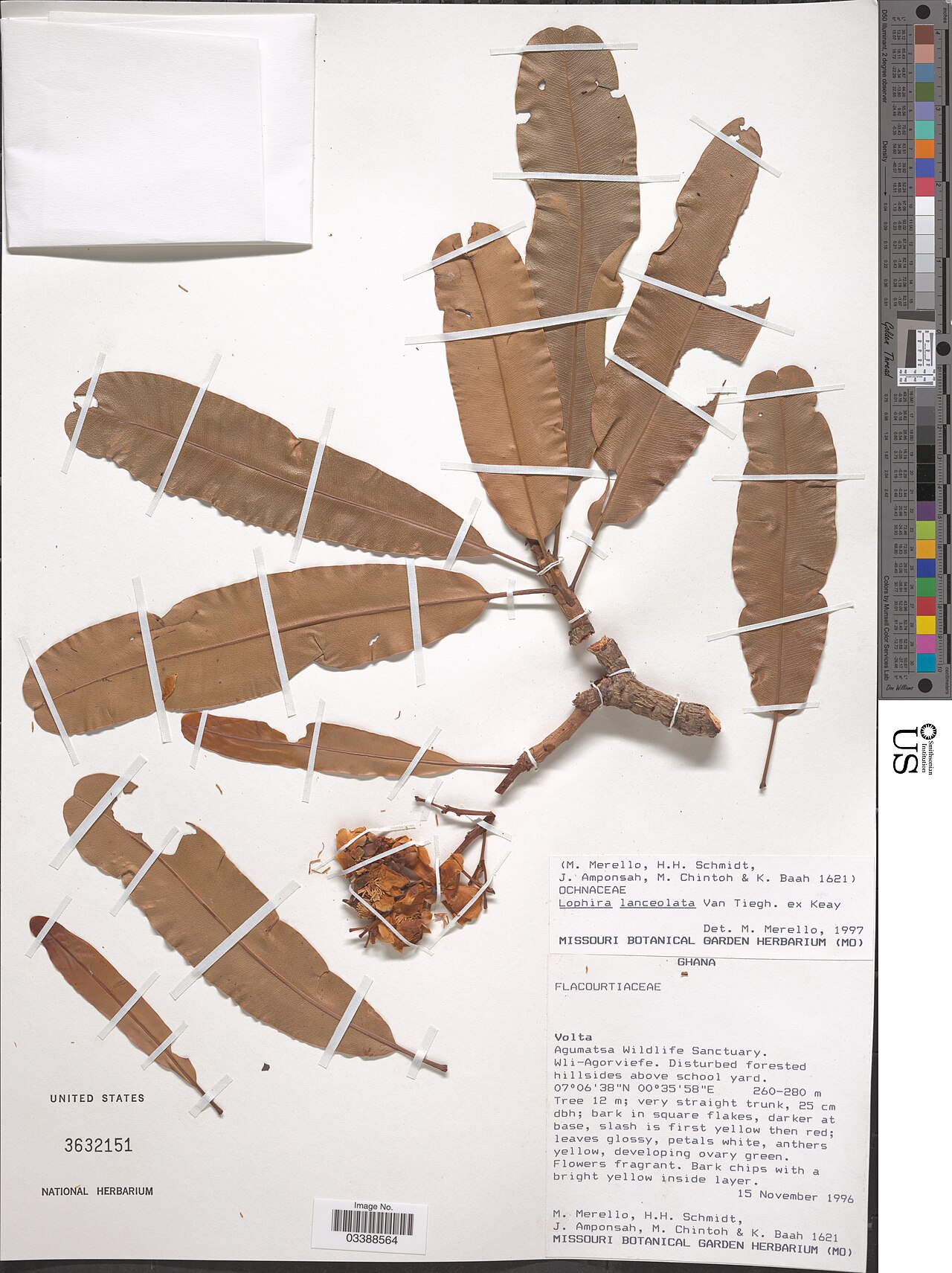 Dwarf red ironwood: * Lophira lanceolata Tiegh. ex Keay Object Details Biogeographical Region 22 - West Tropical Africa Collector Mary Merello H. H. Schmidt J. Amponsah M. Chintoh