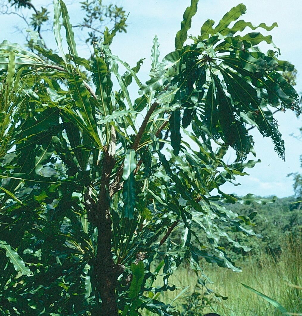 Dwarf red ironwood (Lophira lanceolata)