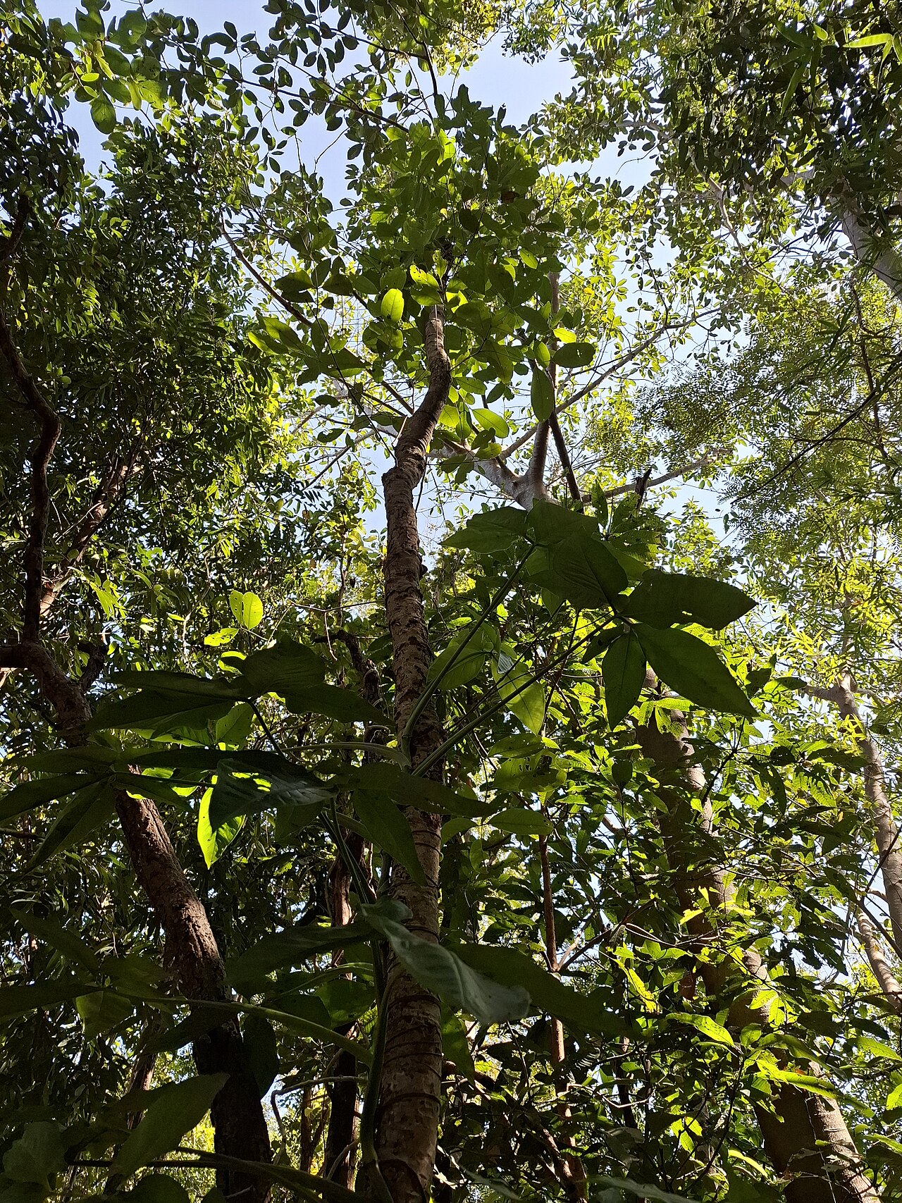 Lophopetalum duperreanum: Lophopetalum duperreanum