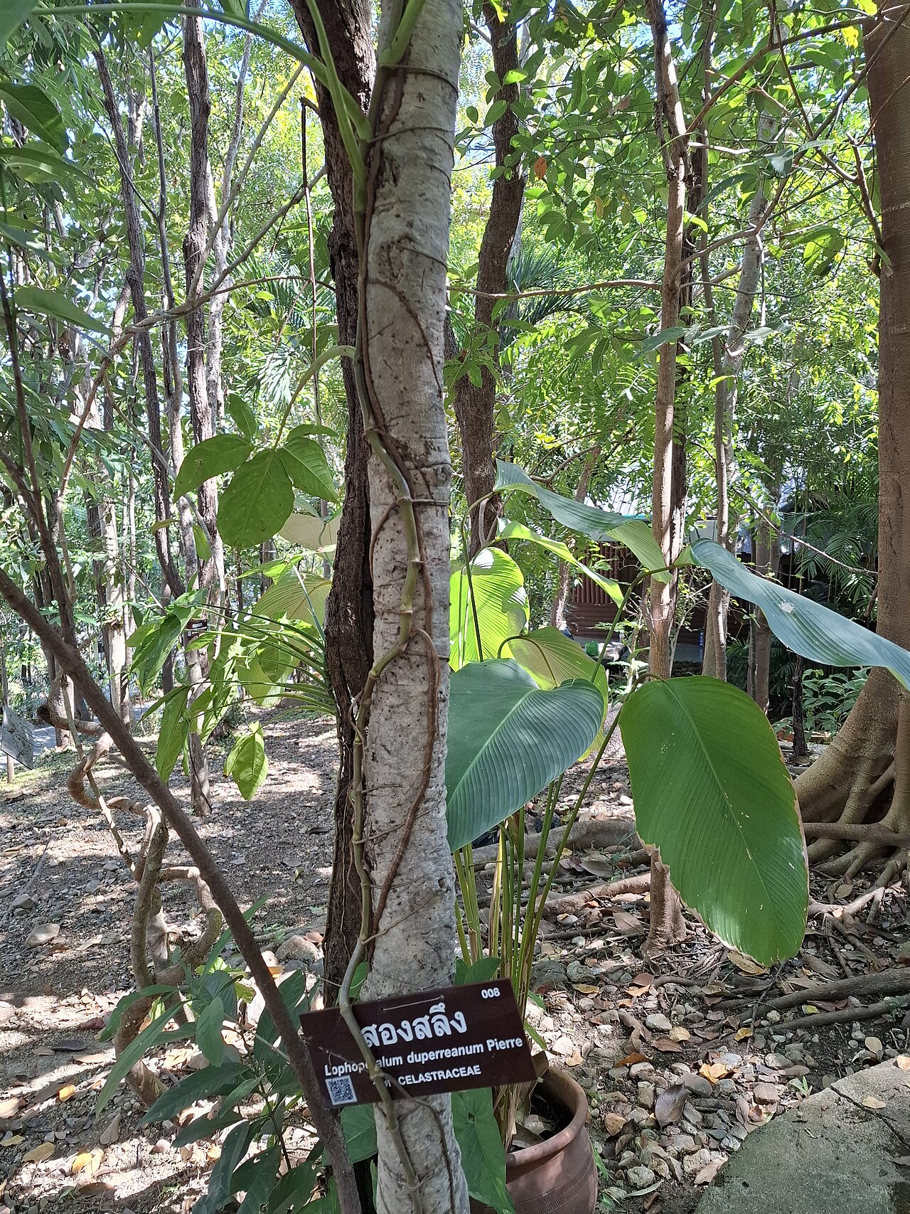 Lophopetalum duperreanum: Lophopetalum duperreanum