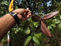 Verungu tree (Lophopetalum wightianum)