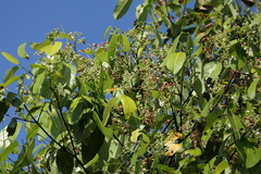 Verungu tree (Lophopetalum wightianum)