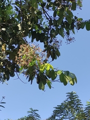 Verungu tree (Lophopetalum wightianum)