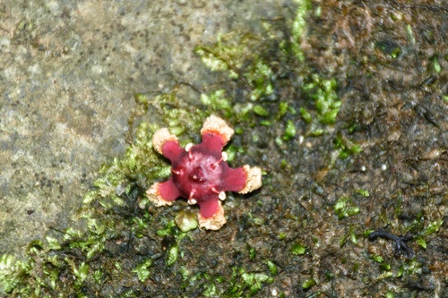 Verungu tree (Lophopetalum wightianum)