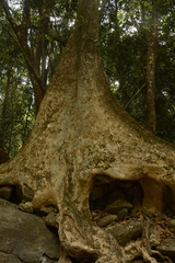 Verungu tree (Lophopetalum wightianum)