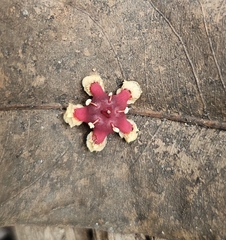Verungu tree (Lophopetalum wightianum)