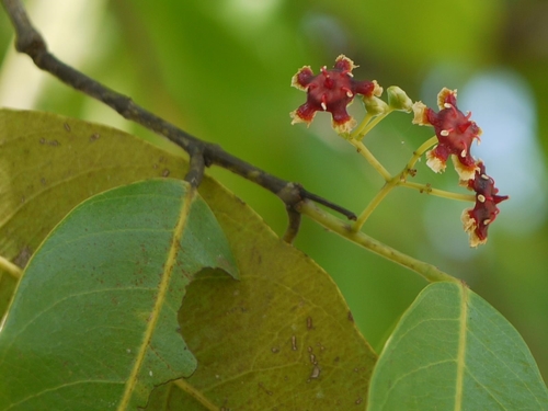 Verungu tree (Lophopetalum wightianum)