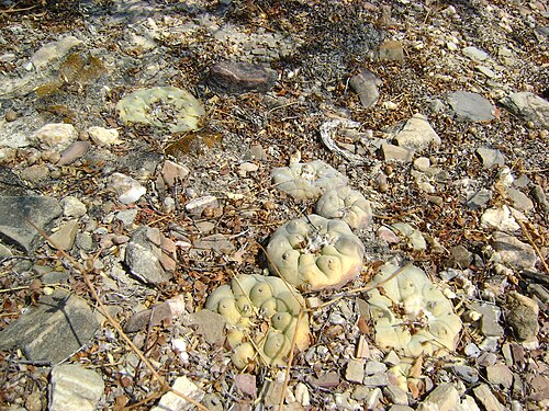 Peyote: Pena Blanca, Queretaro
