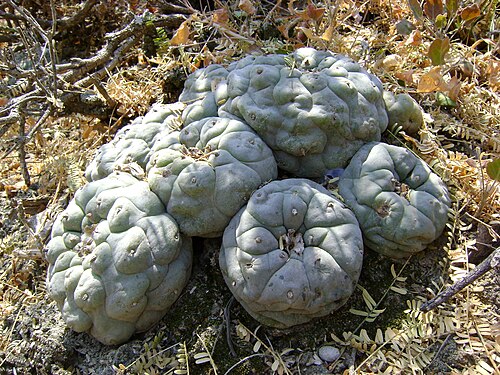 Peyote: Pena Blanca, Queretaro