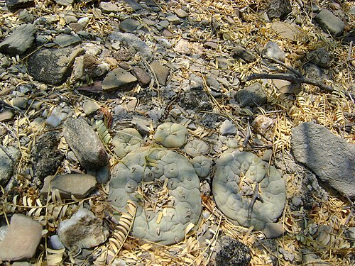 Peyote: Pena Blanca, Queretaro
