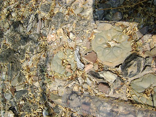 Peyote: Pena Blanca, Queretaro