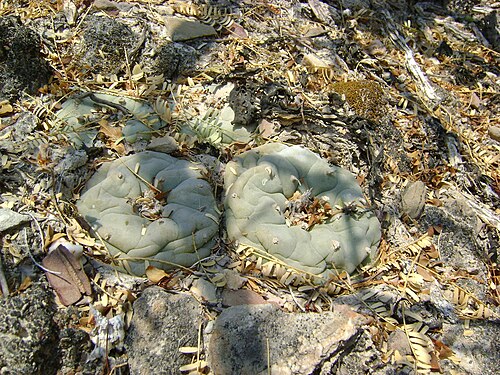 Peyote: Pena Blanca, Queretaro