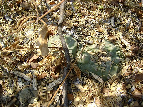 Peyote: Pena Blanca, Queretaro