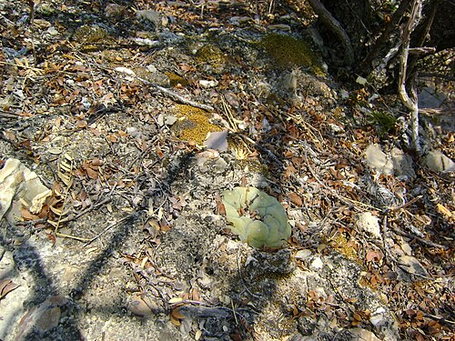 Peyote: Pena Blanca, Queretaro