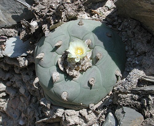 Peyote