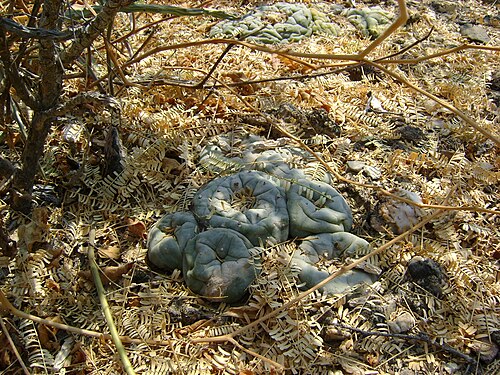 Peyote: Pena Blanca, Queretaro