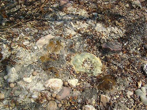 Peyote: Pena Blanca, Queretaro