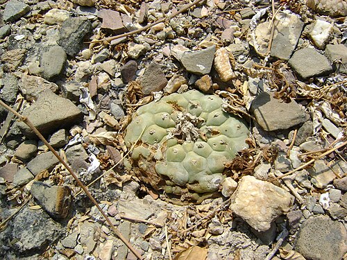 Peyote: Pena Blanca, Queretaro